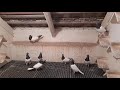 Budapesti Magasröptű Keringő (Budapest High Flying exhibition pigeons) 2017 3