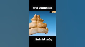 Nguyên lý tạo ra âm thanh của rắn đuôi chuông#khampha #kienthuc #review