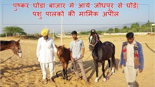 पुष्कर घोड़ा मेला बाज़ार में आये घोड़े Pushkar Mela 2022 News Pushkar Fair 2022 Horse Market Video