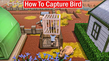 Dinkum How To Capture Bird