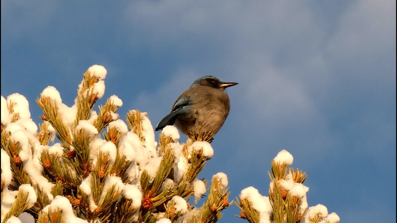 Desert Birds in Winter | 7 Species