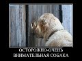 funny animals videos, jokes with animals,👀, смешные животные видео, приколы с животными