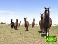 Secretos para la cría y el manejo de Llamas y Alpacas. (#574 2014-08-02)