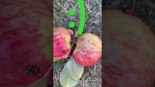 Lady bugs 🐞 on apples 🍎 Ladybugs Love Apples