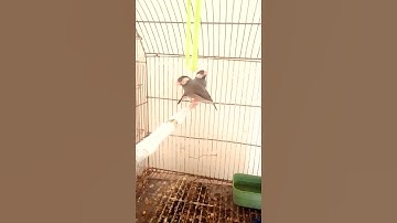 Grey into fawn java split #trendingsong #birdslover #javabirds #zain birds avairy #viralshorts