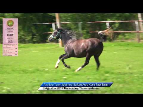 ვიდეო: Anadolu Horse ჯიშის ჰიპოალერგიული, ჯანმრთელობისა და სიცოცხლის ხანგრძლივობა