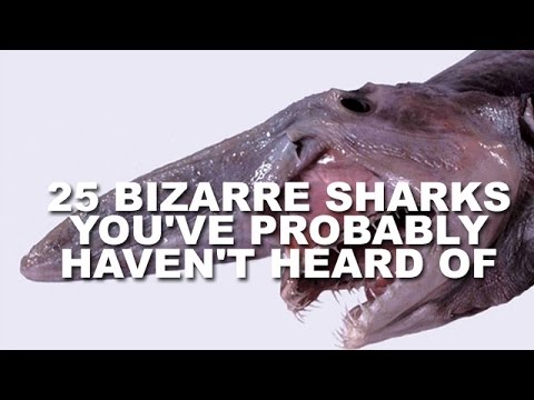 Video: The Strangest Sharks We Know Today - Alternative View
