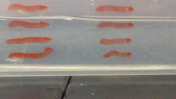 Logger Pro: Measuring Amplitude of Waves