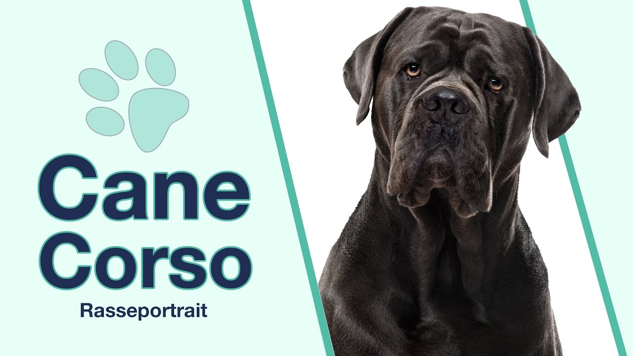 wie gross kann ein cane corso werden