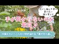 暑さに強い 晩秋まで長く咲く 夏の花5選 花がら摘み不要 ローメンテな花に植え替え ガーデニング 一年草 多年草 暑さに強い 晩秋まで長く咲く 夏の花5選 花がら摘み不要 ローメンテな花に植え替え ガーデニング 一年草 多年草