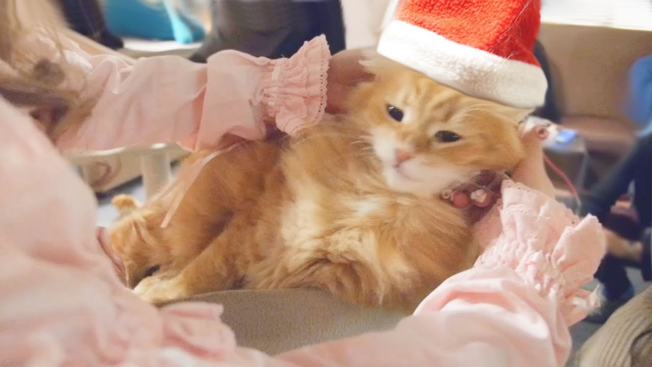 猫カフェ 横浜 【 Memories of Snow Christmas／思い出の雪のクリスマス 】 サンタ コスプレ Cat cafe in Japan 猫カフェ