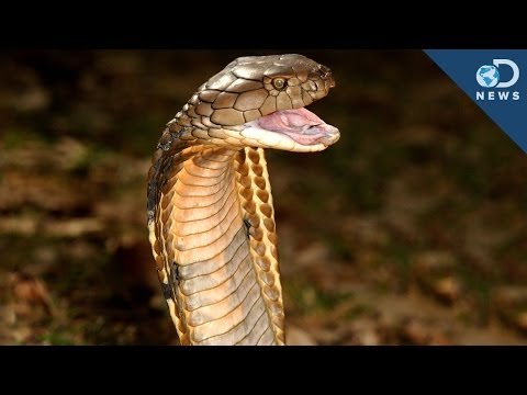 Video: Where Does The Snake Get Its Poison