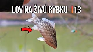 Lov Zubáča Candáta 🥳❄ Šťuky Štiky na Živú Rybku 13 🐬 Sezóna 2022 | Rybárske Videá s Demexom