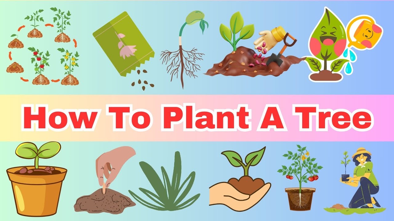 arborvitae planting Techny Arborvitae
