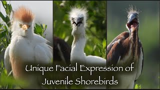 Unique Facial Expressions of Juvenile Shorebirds 🐥🐥🐥