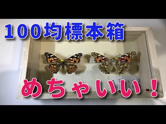 100均 セリア の標本箱 100均とは思えない出来です 自由研究 昆虫採集 Butterfly Youtube
