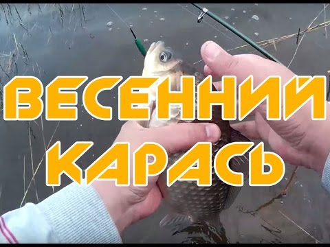 Весенняя рыбалка когда рыба клюет карась прет
