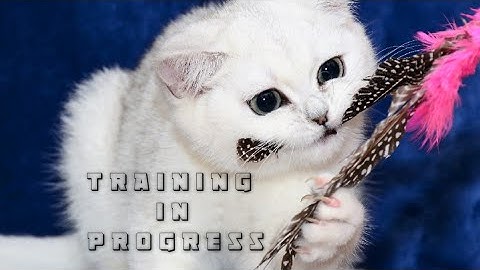 Fist Bump Clicker Training for Cat or Kitten #clickertraining #cattricks #kittens