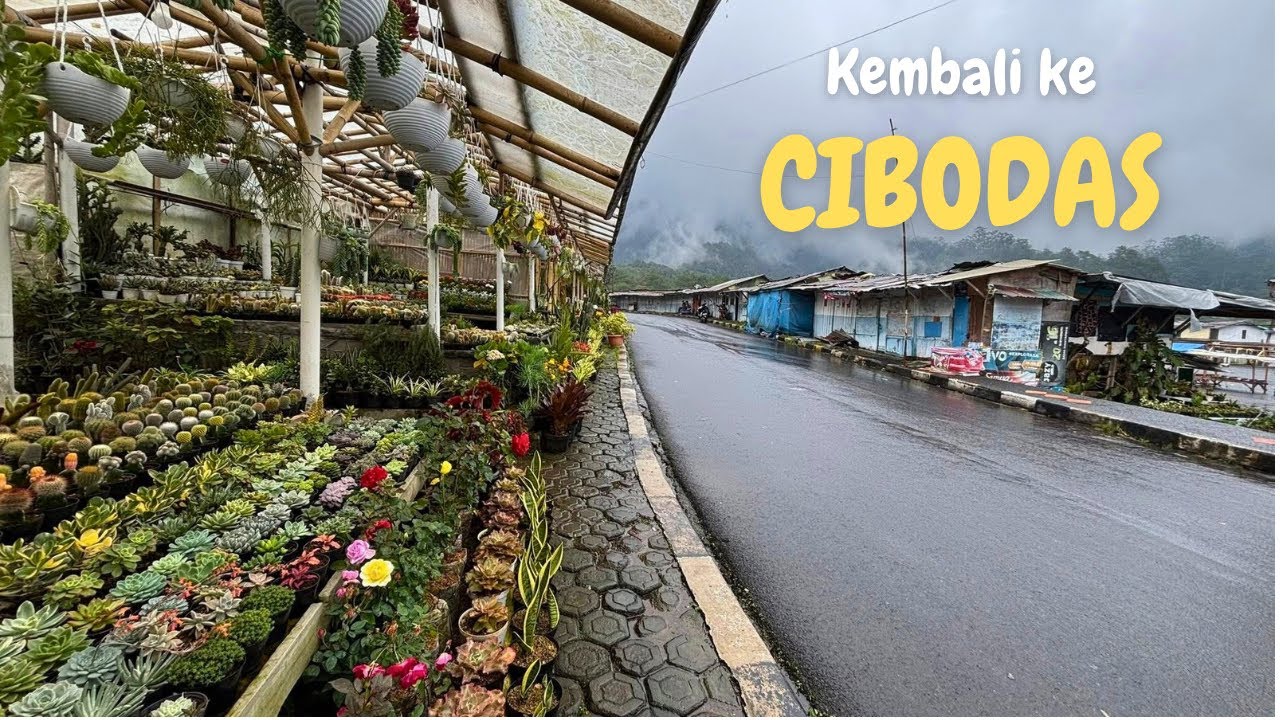 MASUK KAWASAN CIBODAS GRATIS !!
