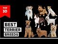 Terrier Breeds – Top 10 Popular Terrier Dogs