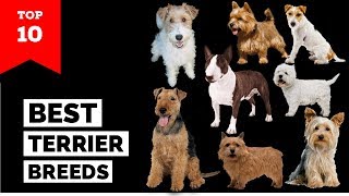 Terrier Breeds – Top 10 Popular Terrier Dogs