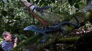 Finding WILD BLUE TREE MONITORS! with Chris Applin