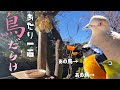 【鳥の餌台】あの鳥を呼びたくてありったけの餌を置いたら、家の周りが色々な鳥だらけになった★