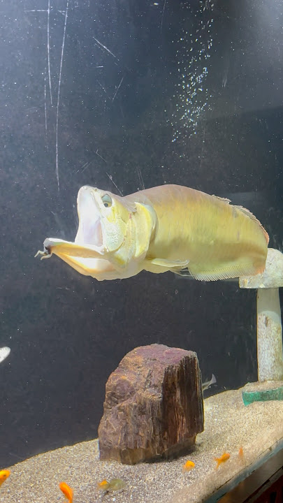 Giant size silver arowana 😱 #shorts