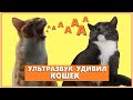 Кошаки в шоке от звука!