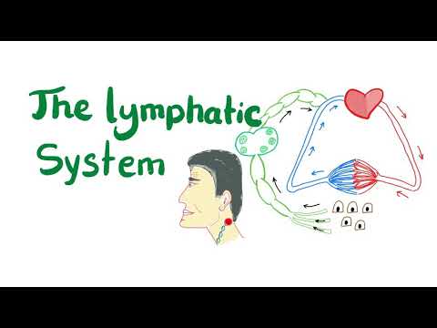 The Lymphatic System, All you need to know.