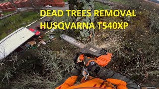 Arborist tree climbing and removing bad trees for tree house | Husqvarna T540XP & Echo 7310SX by patkarlsson 5,635 views 1 year ago 22 minutes