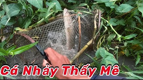 Bẫy Cá Không Mồi Dính Cá Lóc Nhiều Kinh Khủng | Xinh Cá Miền Tây