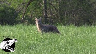 coyote hunting - killing quick off spring vocals