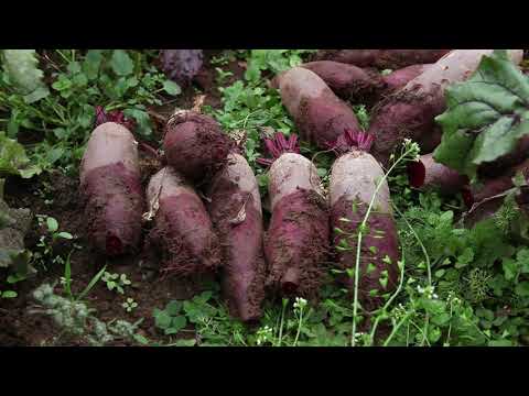 Vidéo: Production de semences de betterave - Informations sur la culture des semences de betterave
