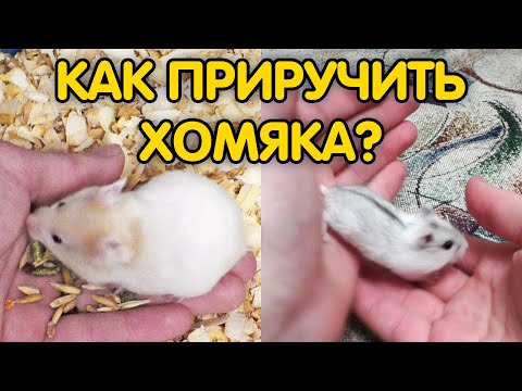 Как приручить хомяка к рукам если он боится и кусается? Приручение хомяка