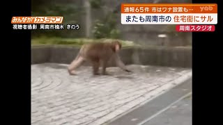 Yamaguchi] Monkeys appear in residential area of ​​Shunan City