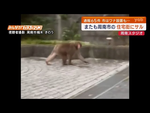 Yamaguchi] Monkeys appear in residential area of ​​Shunan City