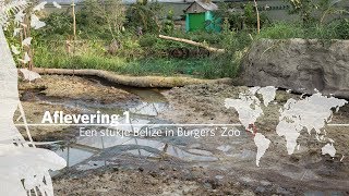 Project Mangrove Een Stukje Belize In Burgers Zoo Aflevering 1