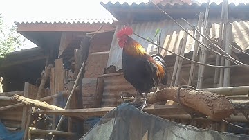 qaib dib tuaj zoo heev li nawb. 26/2/2021