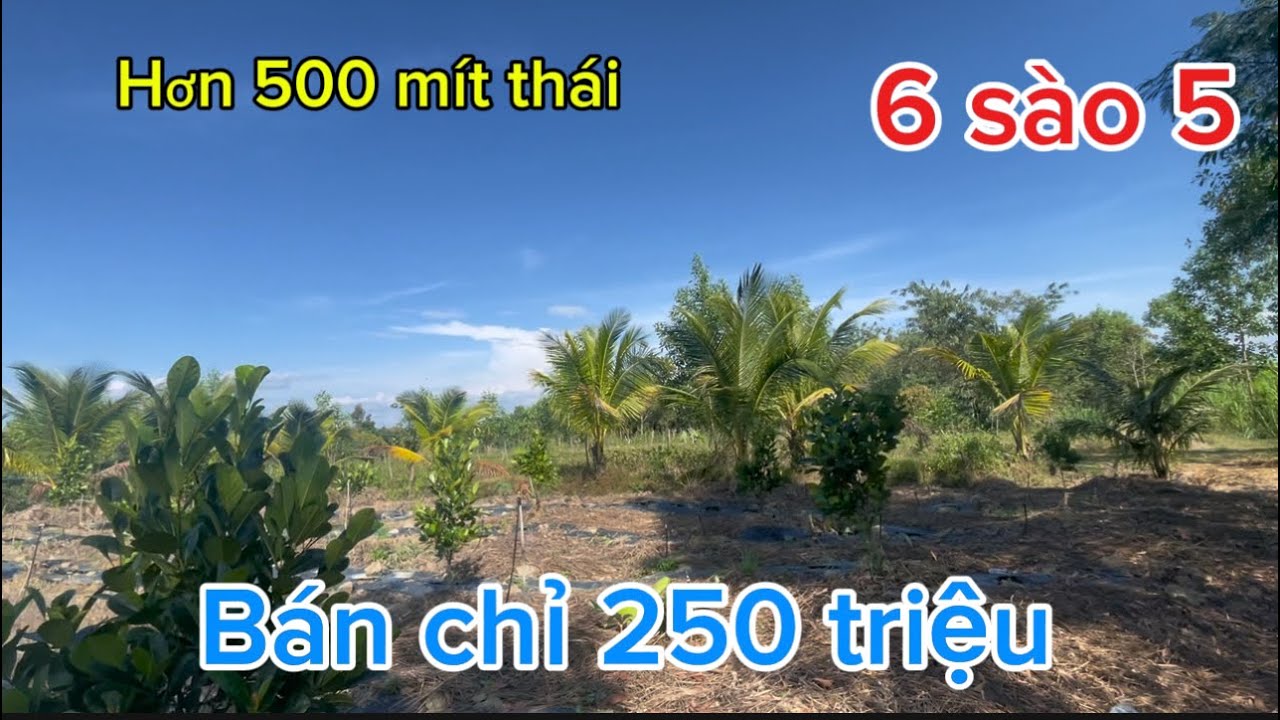 Gần Tết cần bán đất đang trồng mít tại thanh sơn tỉnh đồng Nai 
