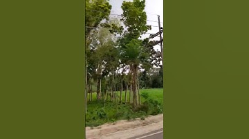 Street Trees Are Planted Incorrectly In Many Cities 🤔🤔#shorts #planted