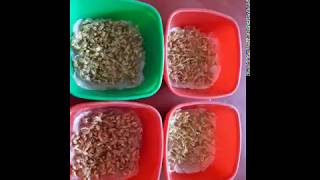 Seeds germination check Seeds germination करें एक ट्रिक बीज का