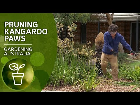 Video: Growing Kangaroo Paws: What Does a Kangaroo Paws Need To Live
