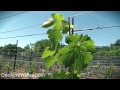 One Acre Napa Valley - Yountville AVA Episode 10 - Spring Shoot Training