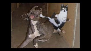 FUNNY PET'S COMPILATION 2021