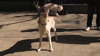 Dog anti-aging pill