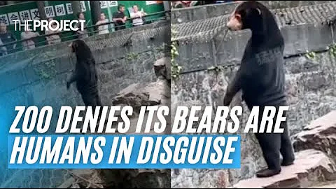 Zoo Denies Its Bears Are Humans In Disguise