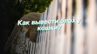 Как вывести блох у кошки?