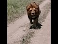 Really male Lion
