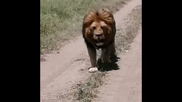 Really male Lion - DayDayNews